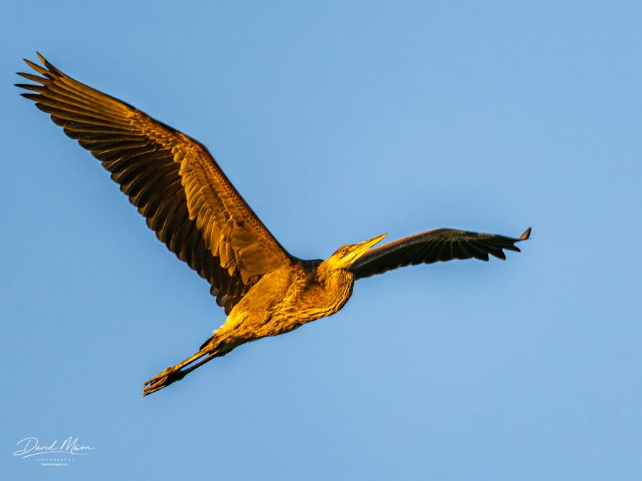 Heron in Warm Light