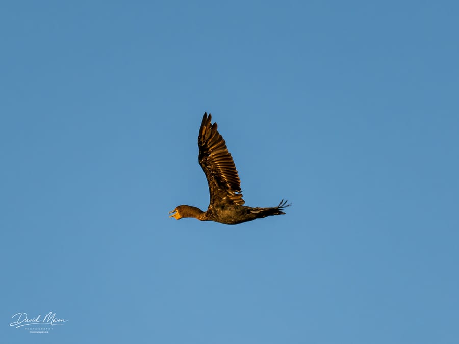 Double-crested Cormorant in Flight