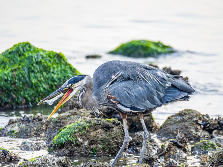 Heron With Its Catch