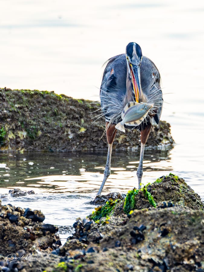 Heron Feeding