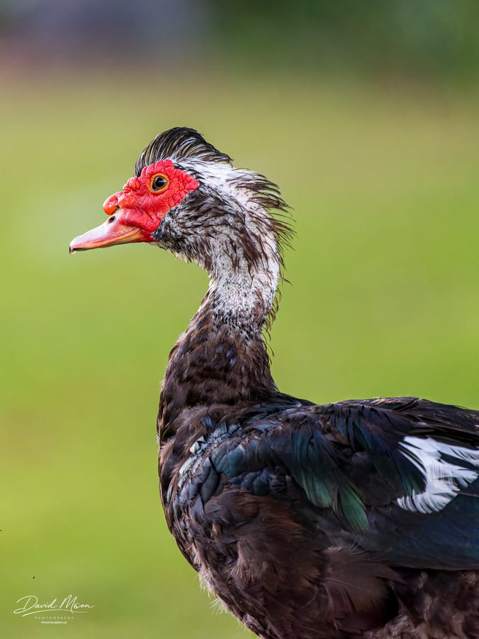 Muscovy Duck in Profile