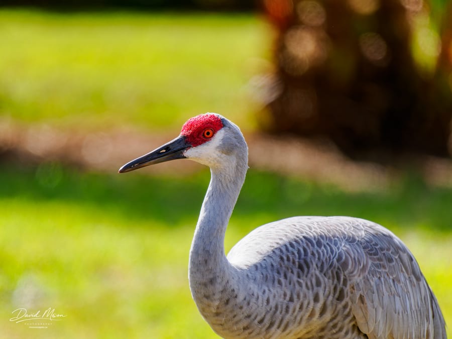 Sandhill Crane Portrait