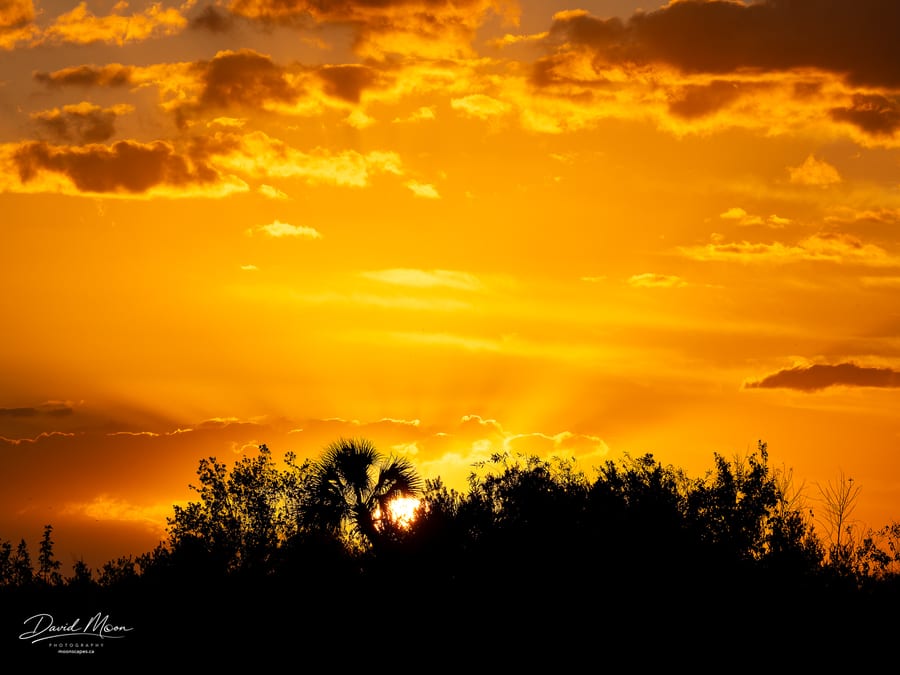 Sunset Through the Palms