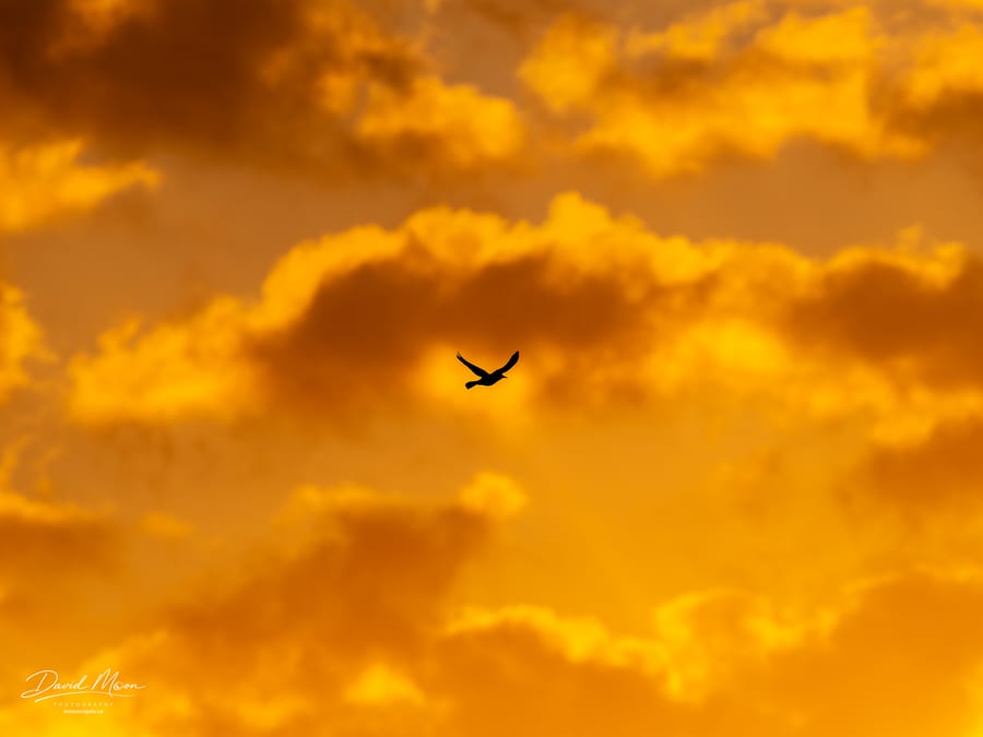 Bird Across the Golden Sky