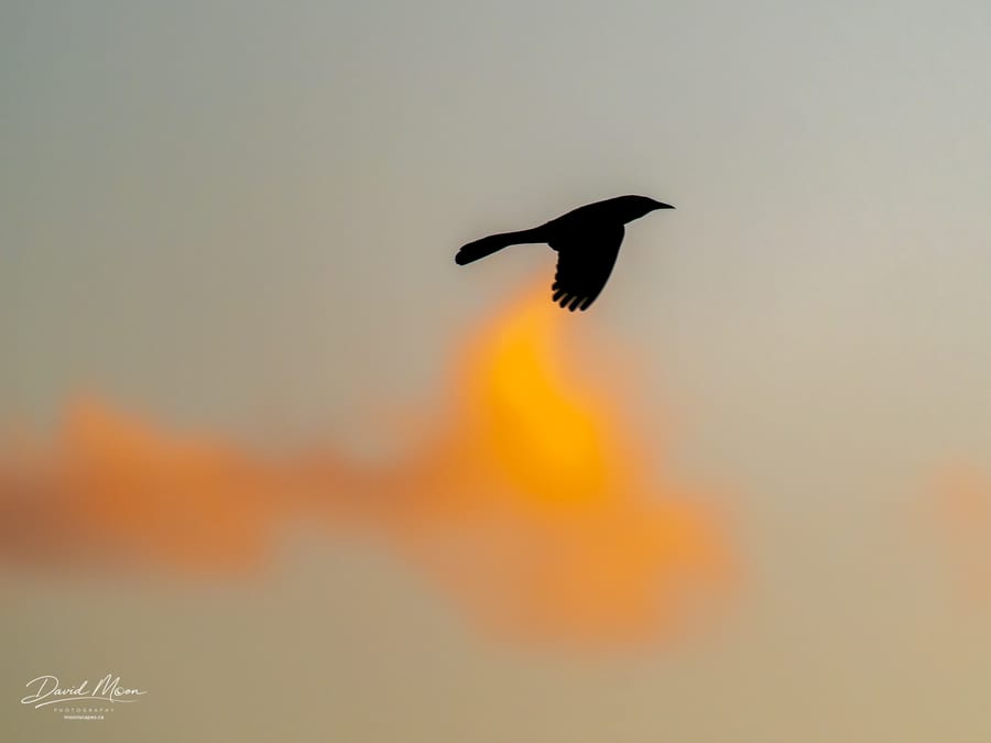 Sunset Silhouette