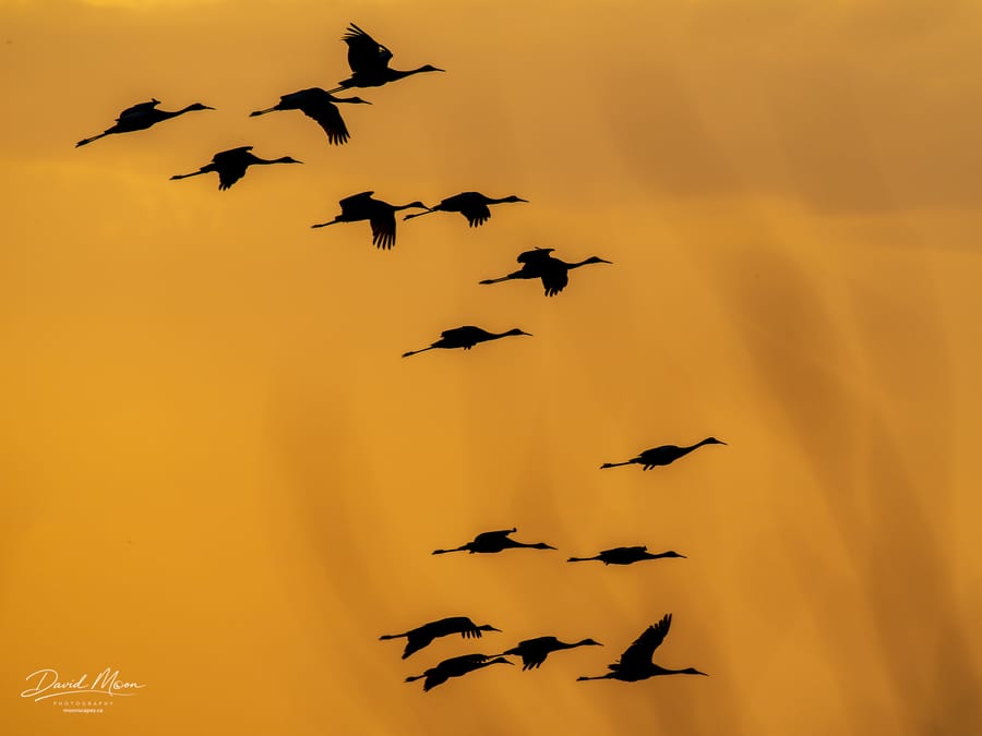 Sandhill Cranes at Sunset