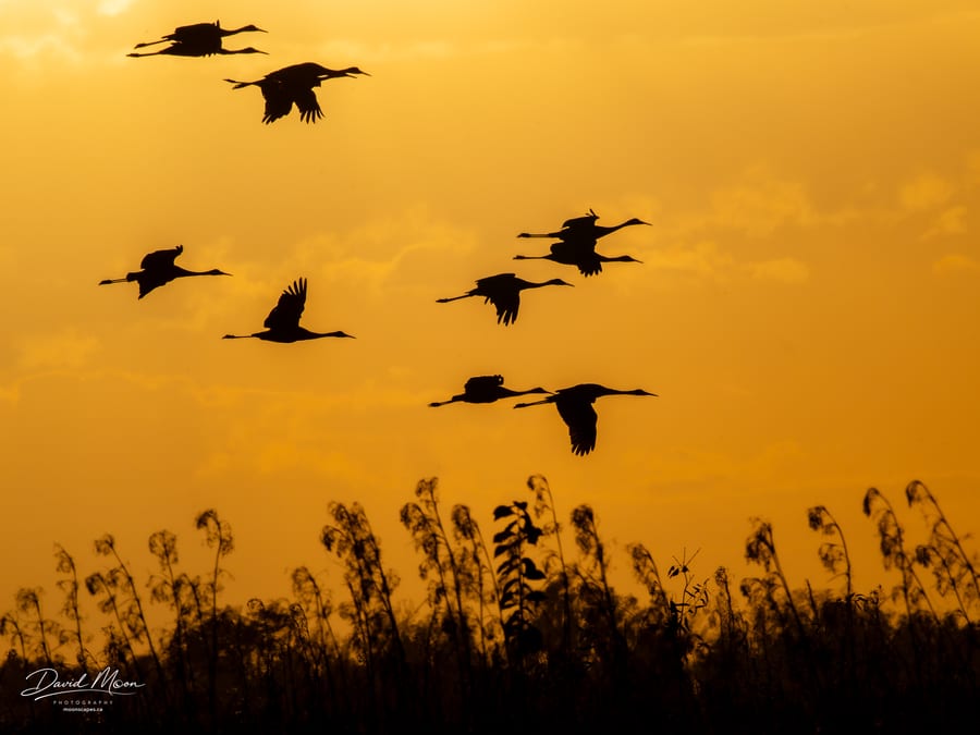 Cranes Over the Reeds