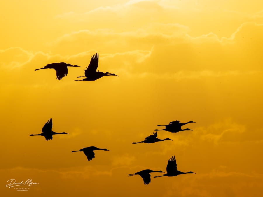 Cranes in the Golden Sky
