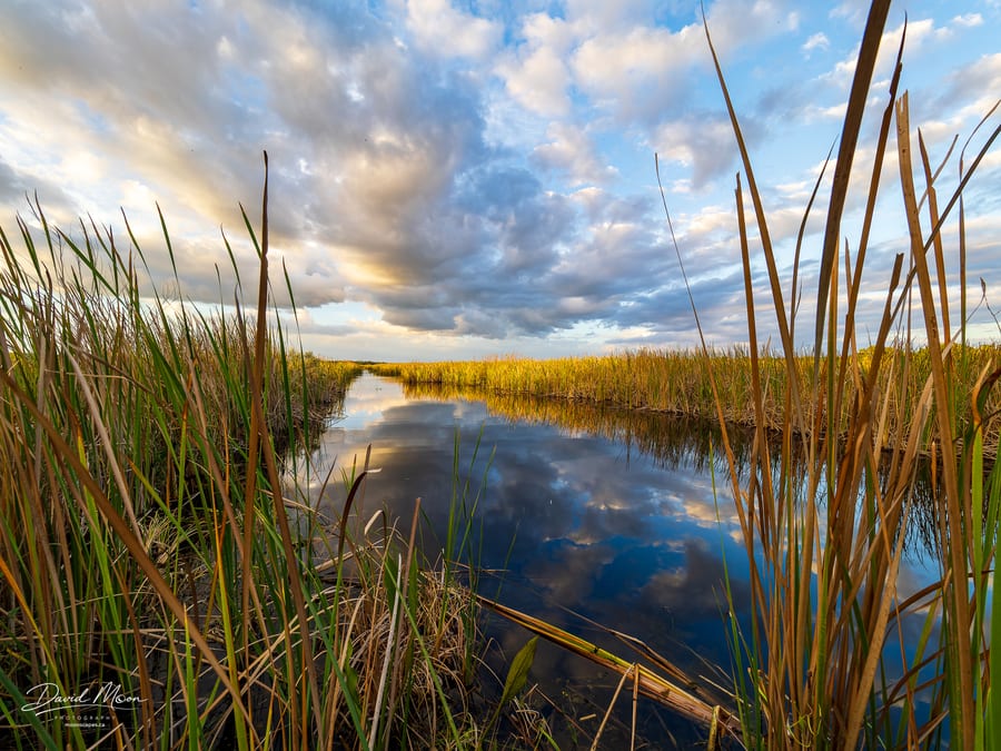 A Passage Through the Reeds
