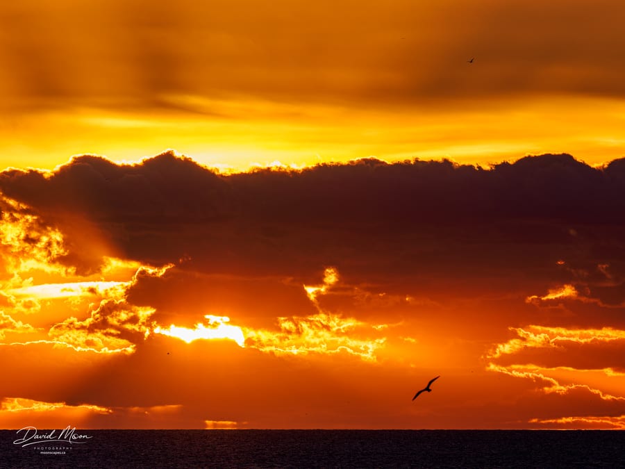 Seabird at Sunrise
