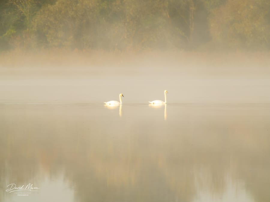 Swans in Golden Mist