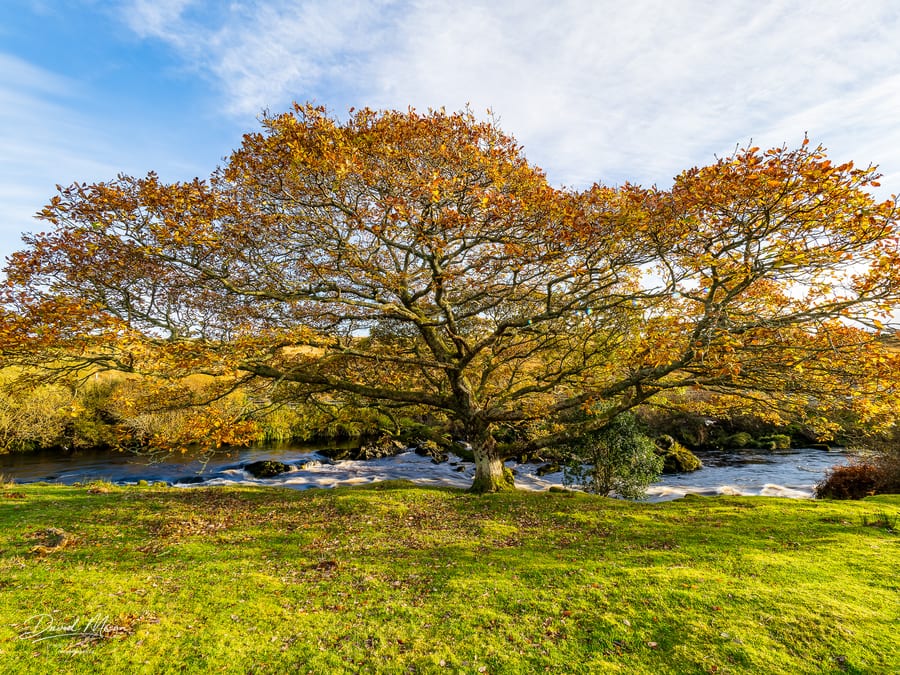 Tree Beside the River