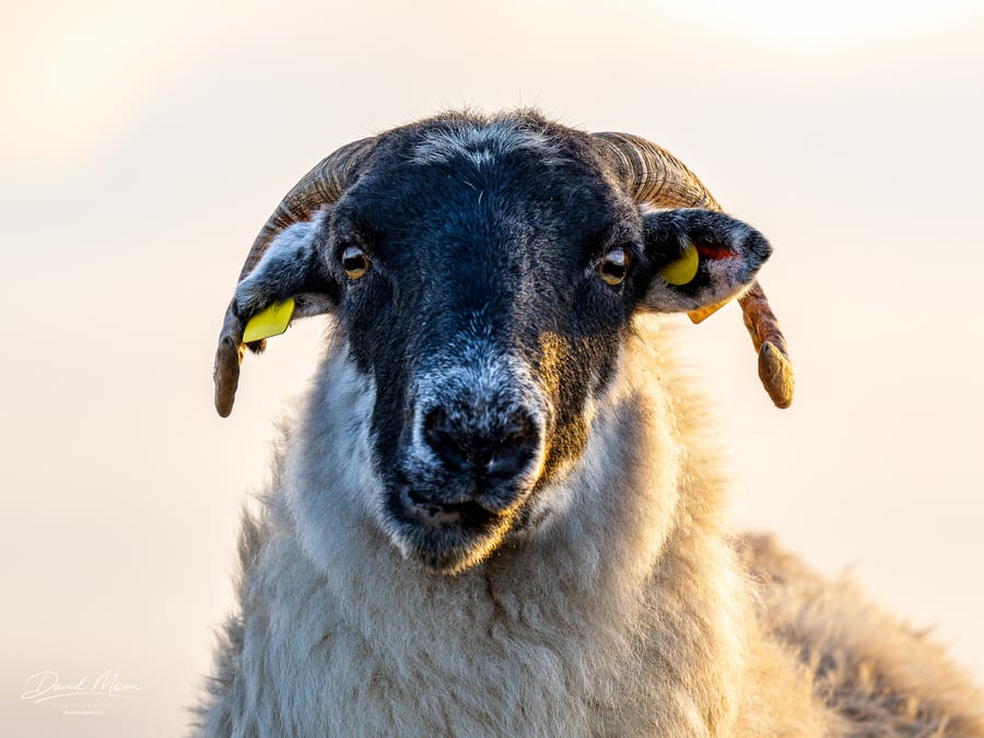 Donegal Sheep Portrait