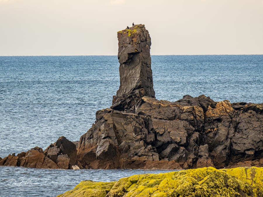 Seabirds on the Stack