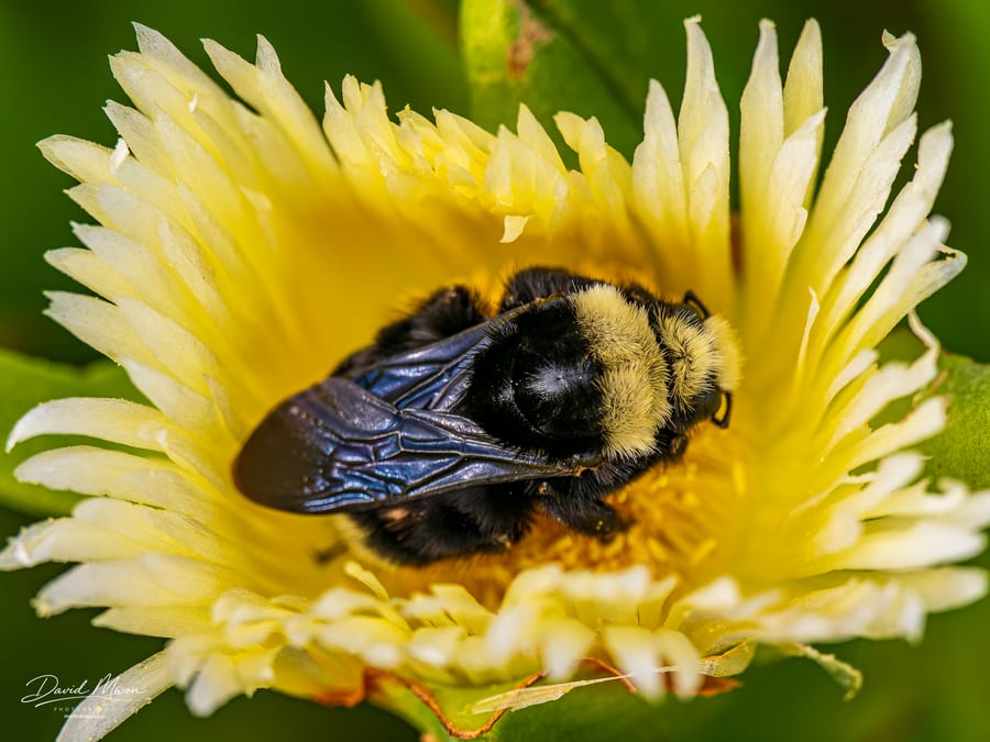 Bumblebee in a Yellow Flower
