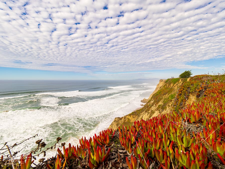 Ice Plant Above the Pacific