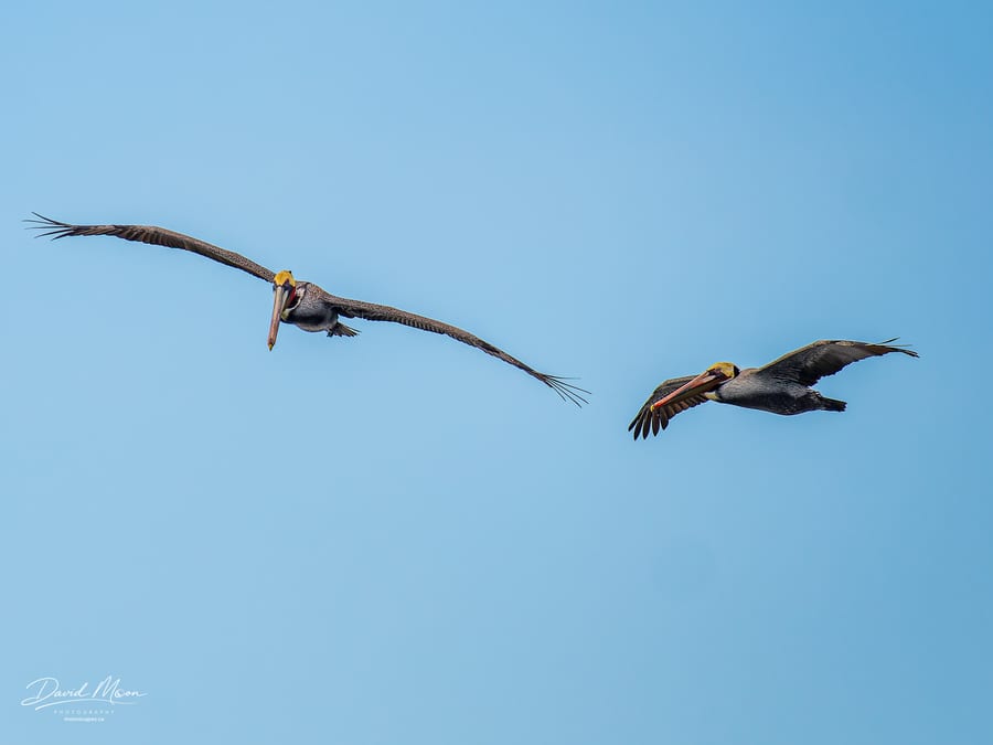 Brown Pelicans in Formation