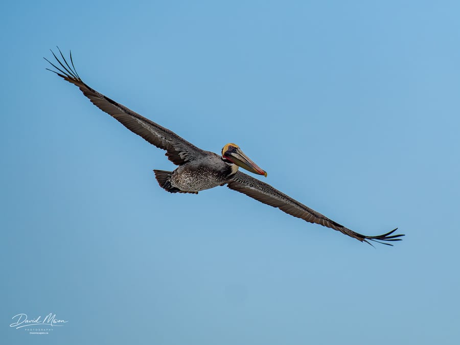 Brown Pelican in Flight