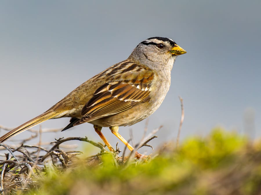 White-crowned Sparrow at Pigeon Point