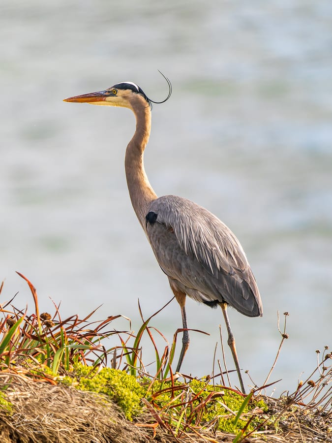 Great Blue Heron at Pigeon Point