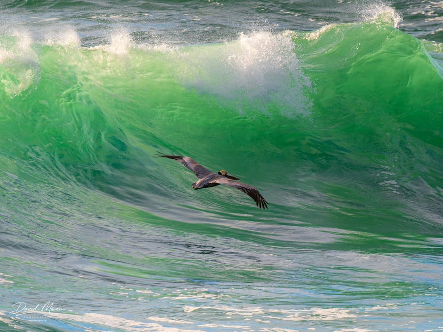 Brown Pelican Before an Emerald Wave