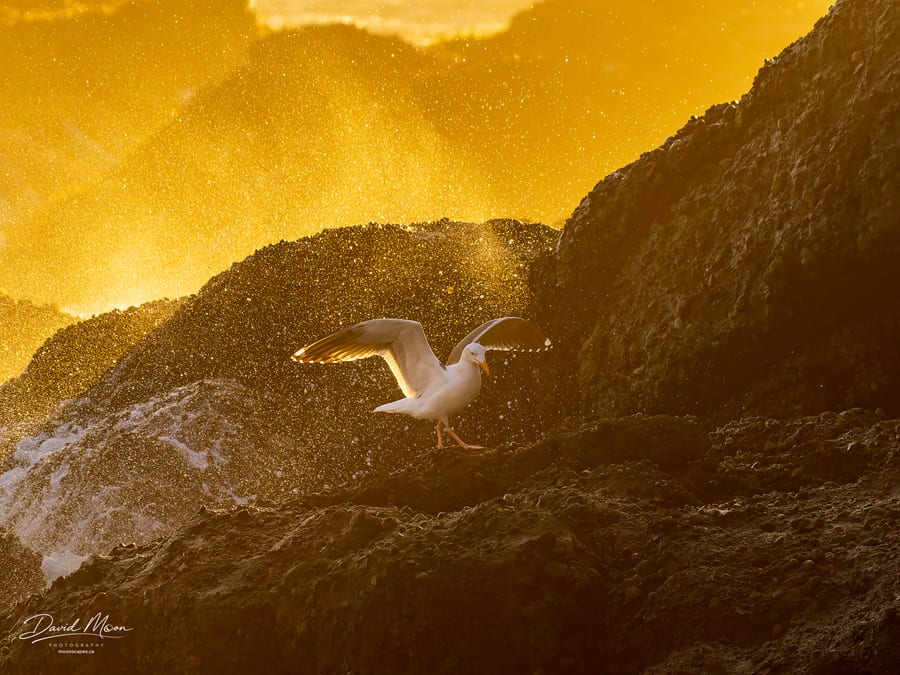 Gull in Golden Spray