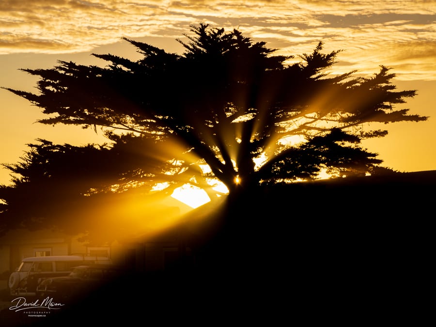 Sunbeams Through a Cypress