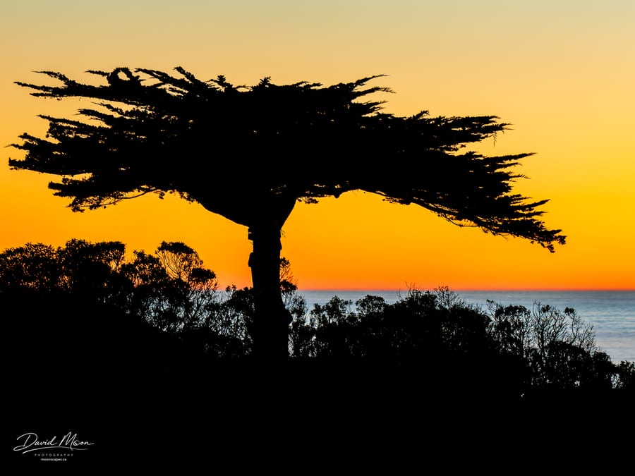 Cypress at Sunset