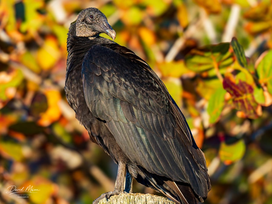Black Vulture in Coastal Light