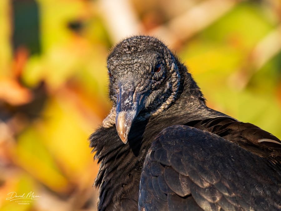 Black Vulture Portrait