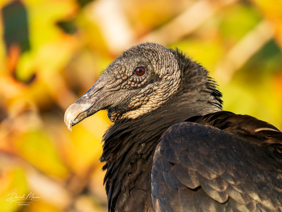 Black Vulture in Profile