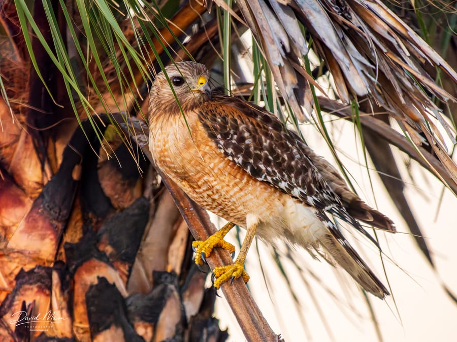 Red-shouldered Hawk in the Palms