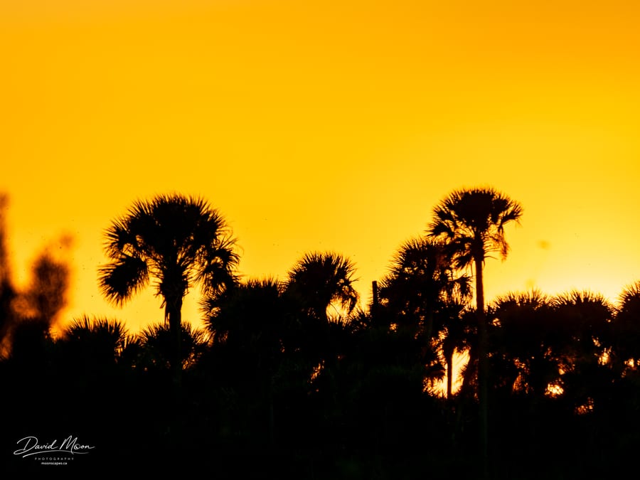 Palms at Sunset