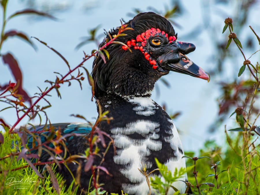 Muscovy Duck Portrait