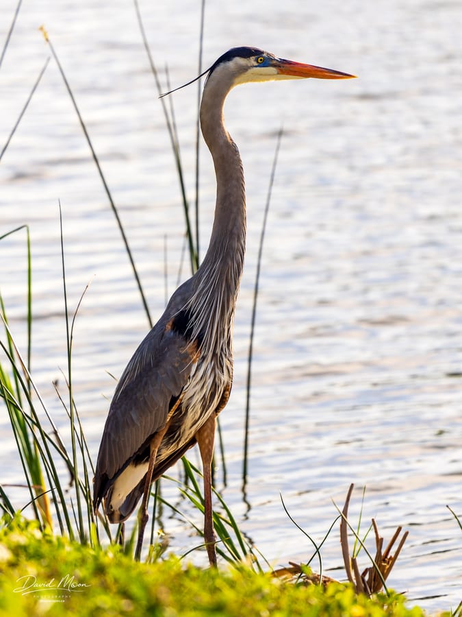 Great Blue Heron at the Water's Edge