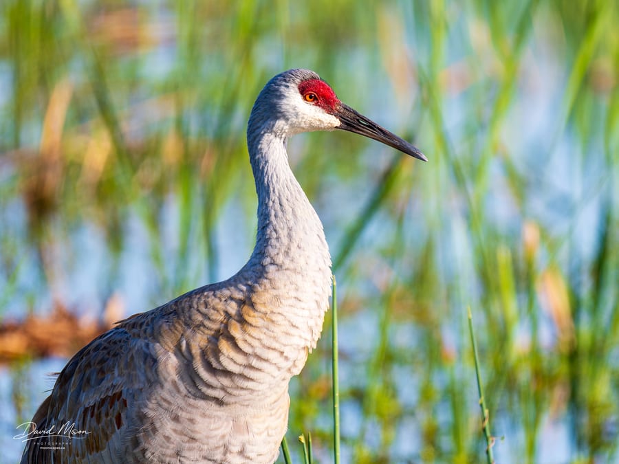 Sandhill Crane Portrait
