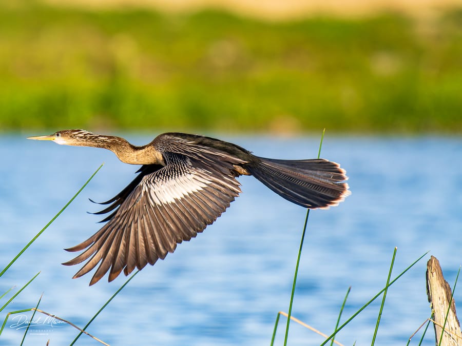 Anhinga in Flight