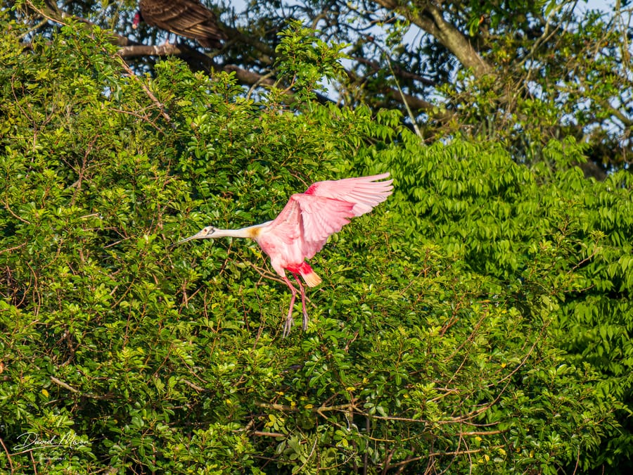 Roseate Spoonbill Landing