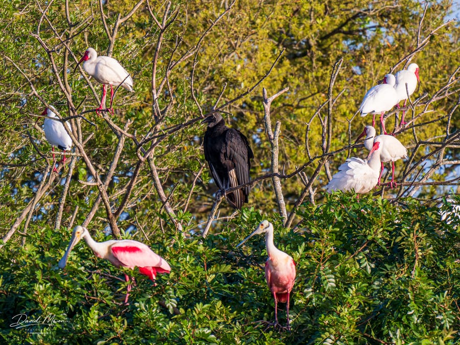 Wetland Roost