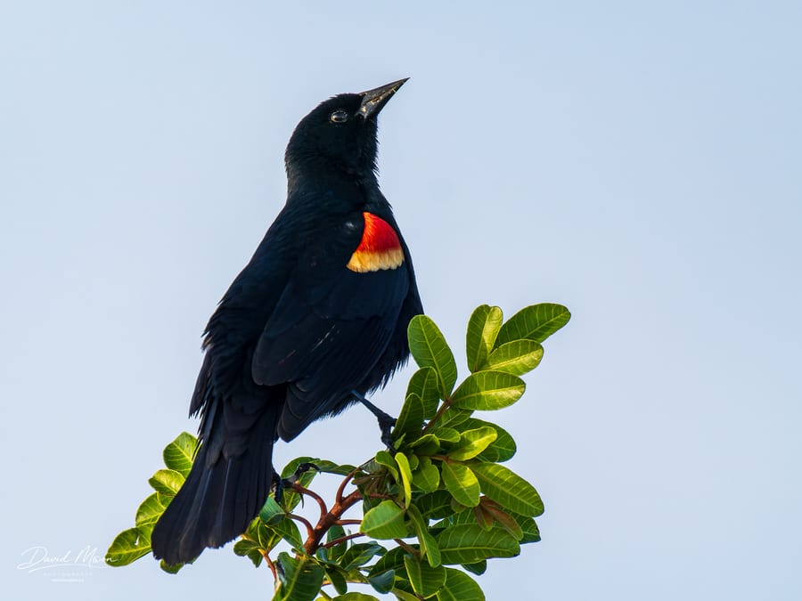 Red-winged Blackbird Display