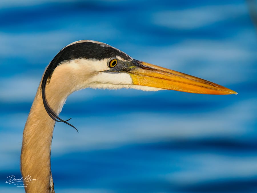 Great Blue Heron Study