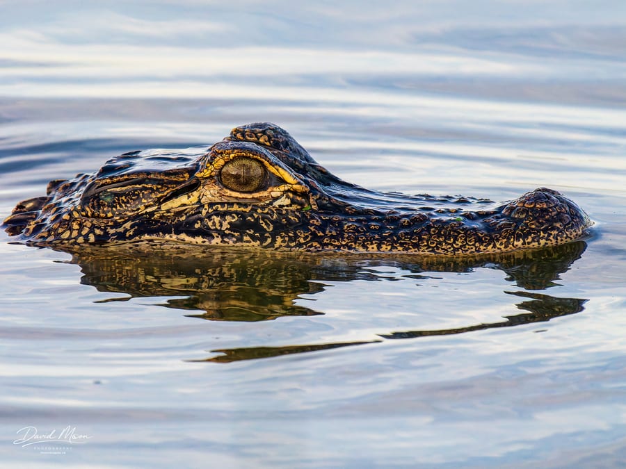 American Alligator at the Surface