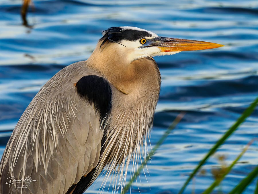Great Blue Heron in Breeding Plumage
