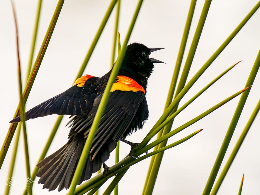 Red-winged Blackbird Calling