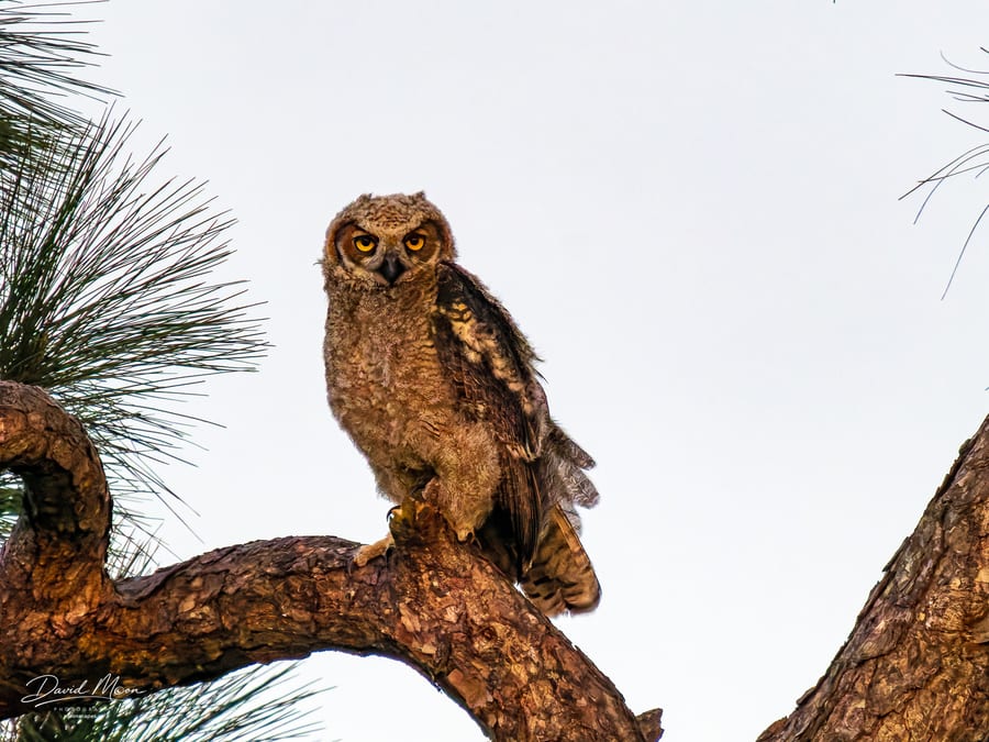 Young Owl in the Pines