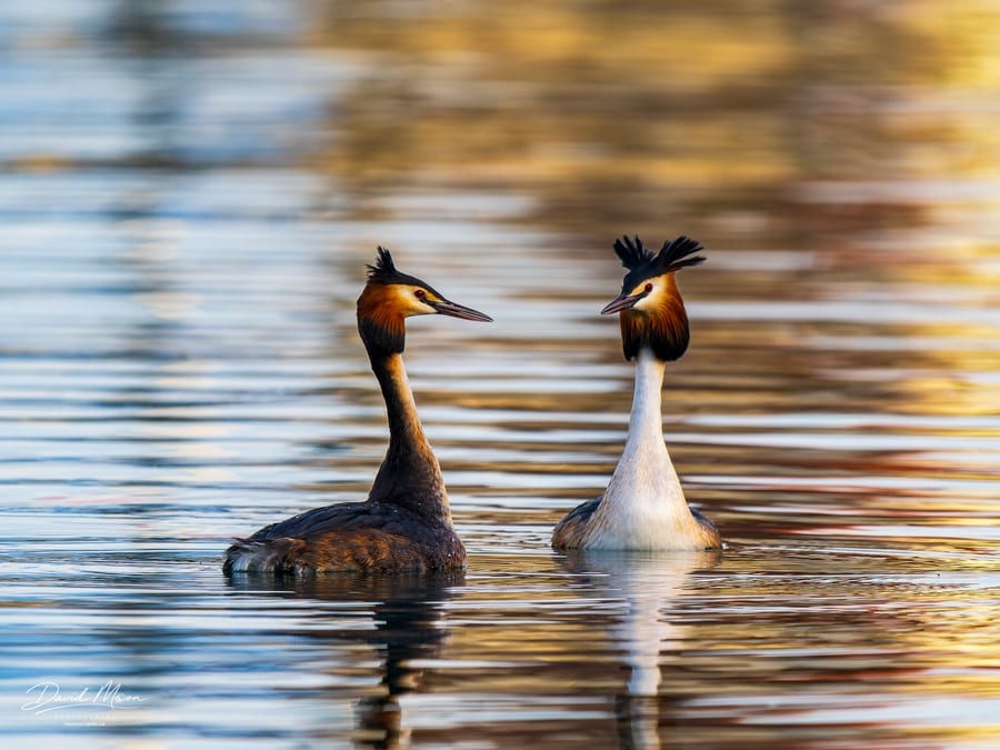 Great Crested Grebes in Courtship
