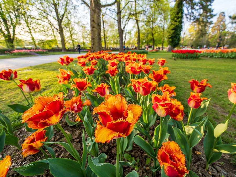 Fringed Tulips at Morges