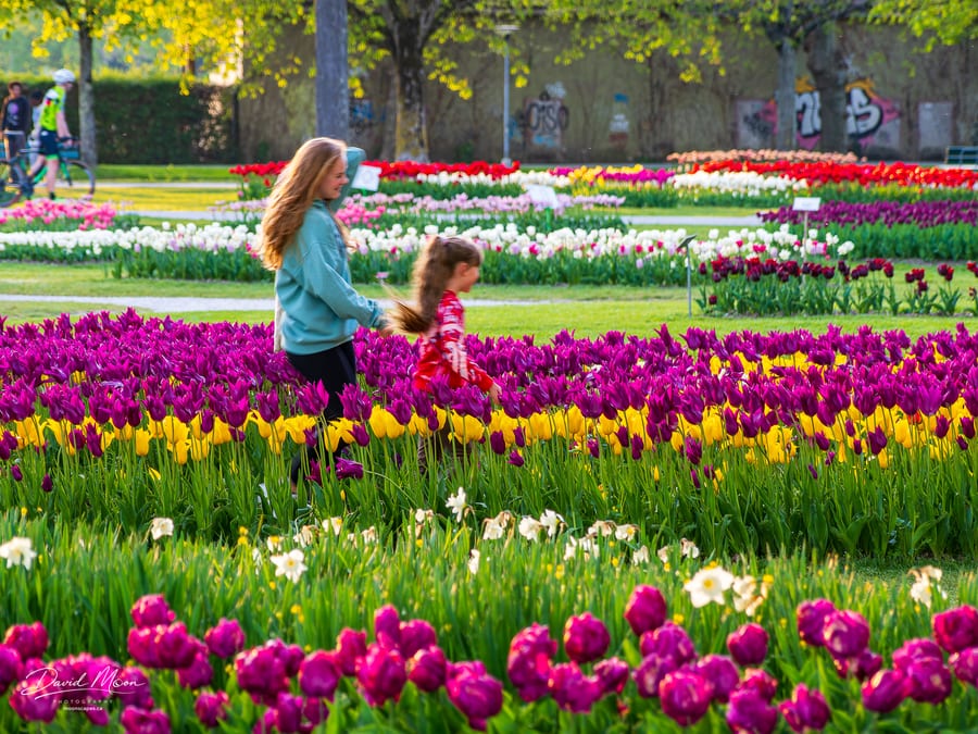 Walking Through the Tulip Festival