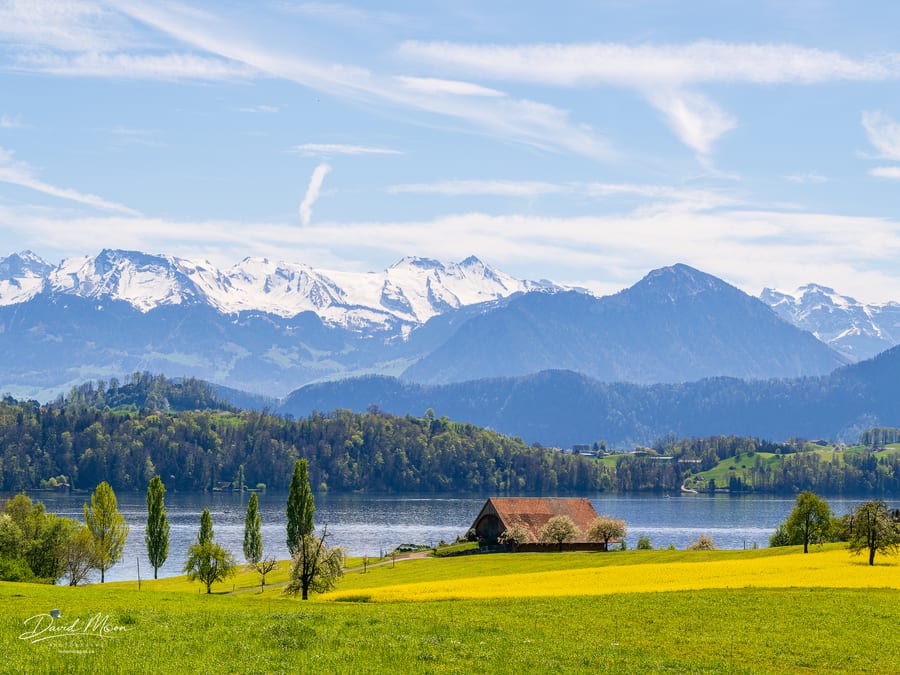 Spring Fields above Lake Lucerne