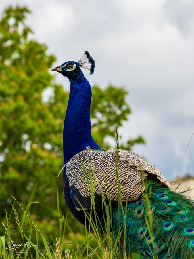 Peacock near the United Nations